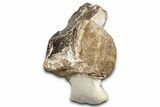 Fossil Plesiosaur (Thililua?) Cervical Vertebra - Asfla, Morocco #328642-1